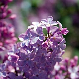 Meet your Posher, Diana